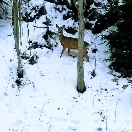 公寓 Happy Moose - Cosy Mont Blanc View With Sauna