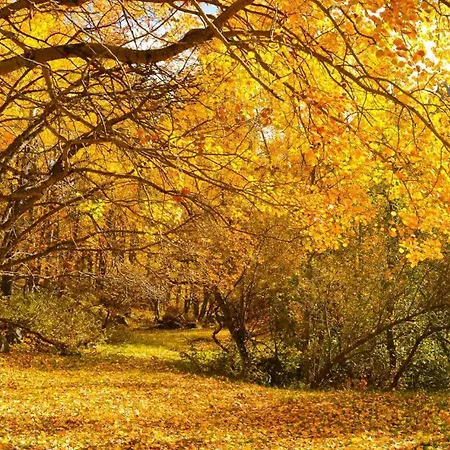 Happy Moose - Cosy Mont Blanc View With Sauna 公寓 霞慕尼