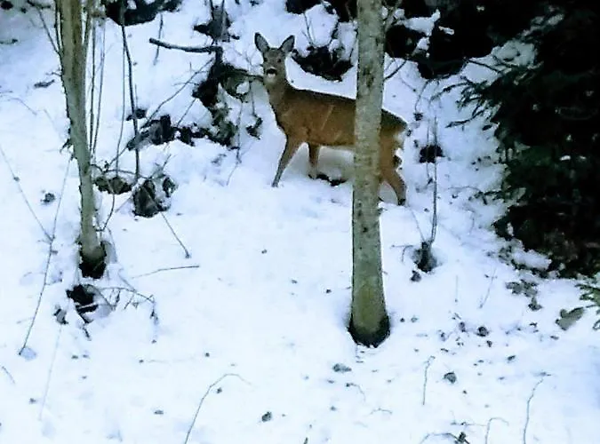 アパート Happy Moose - Cosy Mont Blanc View With Sauna